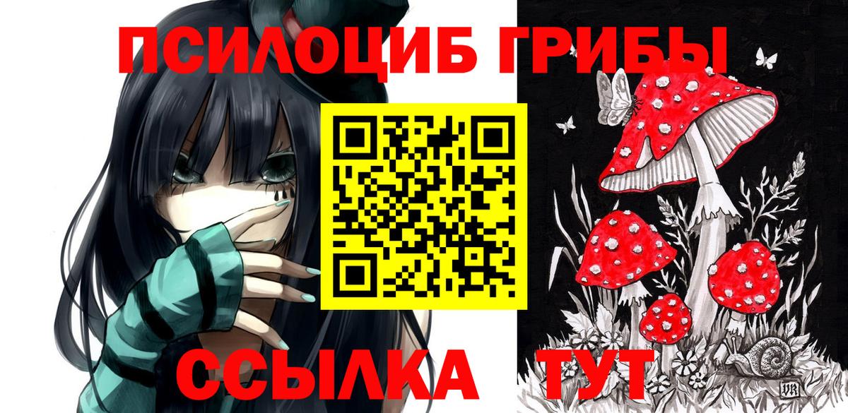 Псилоцибиновые грибы Psilocybe Нововоронеж