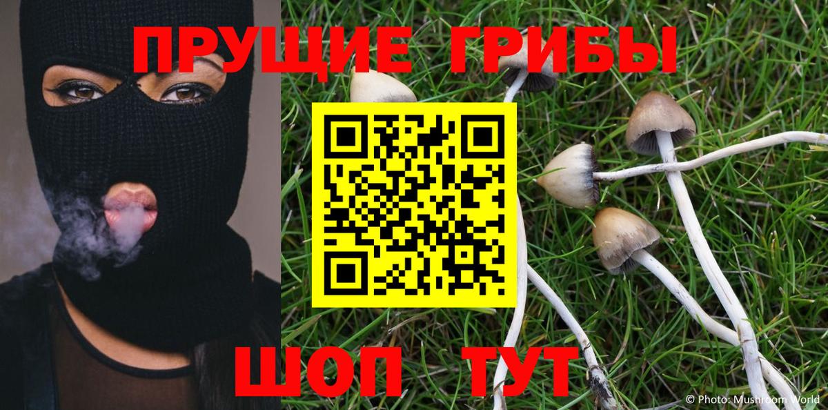 купить наркотики цена  Нововоронеж  Псилоцибиновые грибы Psilocybine cubensis 